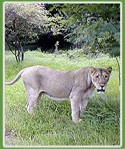 Lion in Gir National Park