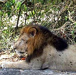 Lion in India