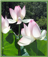 Lotus Plant