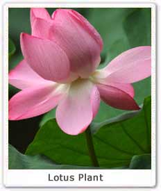 Lotus Plant 