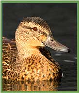 Mallard