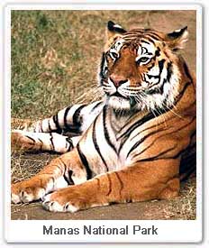 Tiger in Manas National Park 