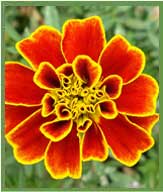 Marigold