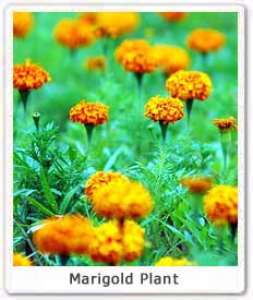 Marigold Plant