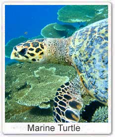 Marine Turtle