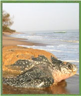 Marine Turtle