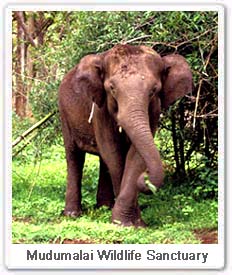 Elephant in Mudumalai Wildlife Sanctuary