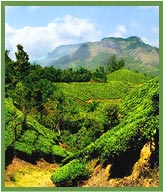 Munnar Hills