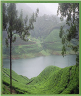 Munnar Tea Gardens 