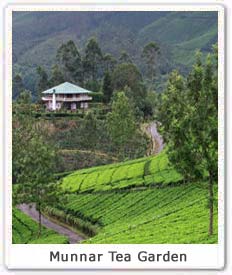 Munnar Tea Gardens 