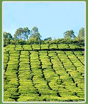 Munnar Tea Garden