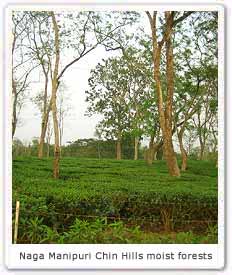 Naga Manipuri Chin Hills Moist Forests