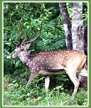 Nagarhole Wild Life Sancutary