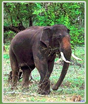 Elephant Nagarhole National Park 