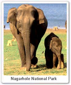 Elephant in Nagarhole National Park