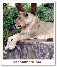 Lion  in Nandankanan Zoo