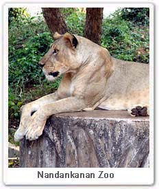 Lion in Nandankanan Zoo