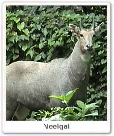 Neelgai