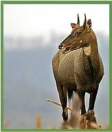 Neelgai