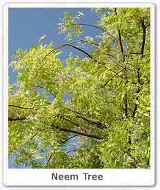 neem-tree