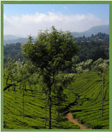 Nilgiri Tea Gardens 