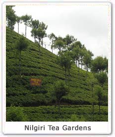 Nilgiri Tea Gardens