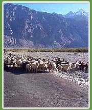 Nubra Valley, Ladakh 