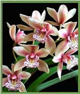 Orchid Plant