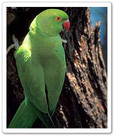 Parrot
