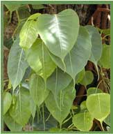 Peepal Tree