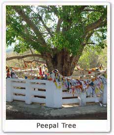 peepal-tree