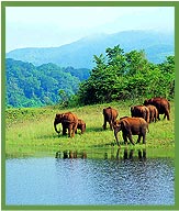 Periyar Wildlife Sanctuary