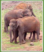Elephants in Periyar Wildlife Reserve