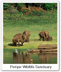 Periyar Wildlife Sanctuary, Periyar Wildlife India Tour, Periyar National  Park, Periyar Wildlife Park, Periyar Elephant Sanctuary