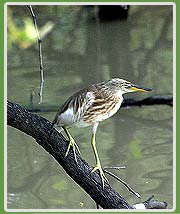 Pond Heron in Bharatpur National Park