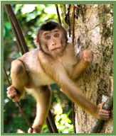 Primates of Arunachal Pradesh