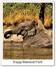Elephant in Rajaji National Park