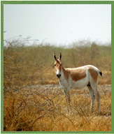 Rann of Kutch Flooded Grasslands 