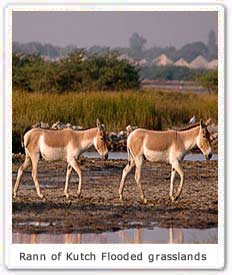 Rann of Kutch Flooded Grasslands