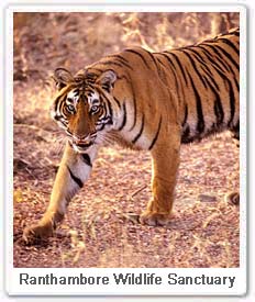 Tiger in Ranthambore Wildlife Sanctuary