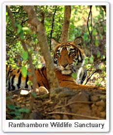 Tiger in Ranthambore Wildlife Sanctuary