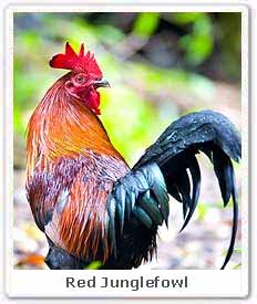 Red Junglefowl