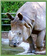 Indian Rhino