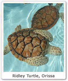 Ridley Turtle - Orissa 