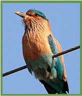 Indian Roller