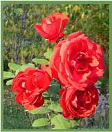 Rose Plant