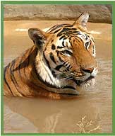 Royal Bengal Tiger