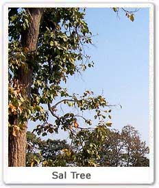 Sal Tree Biological Name Of The Sal Tree Sal Tree Plantations In