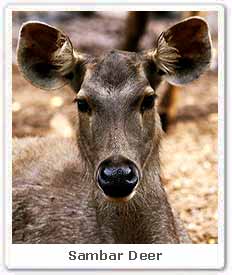 Sambar Deer, Sambar Deer in India, Sambar Deer in Kaziranga National Park-  Eco India