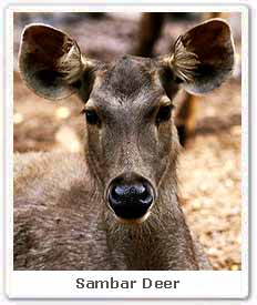 Sambar Deer